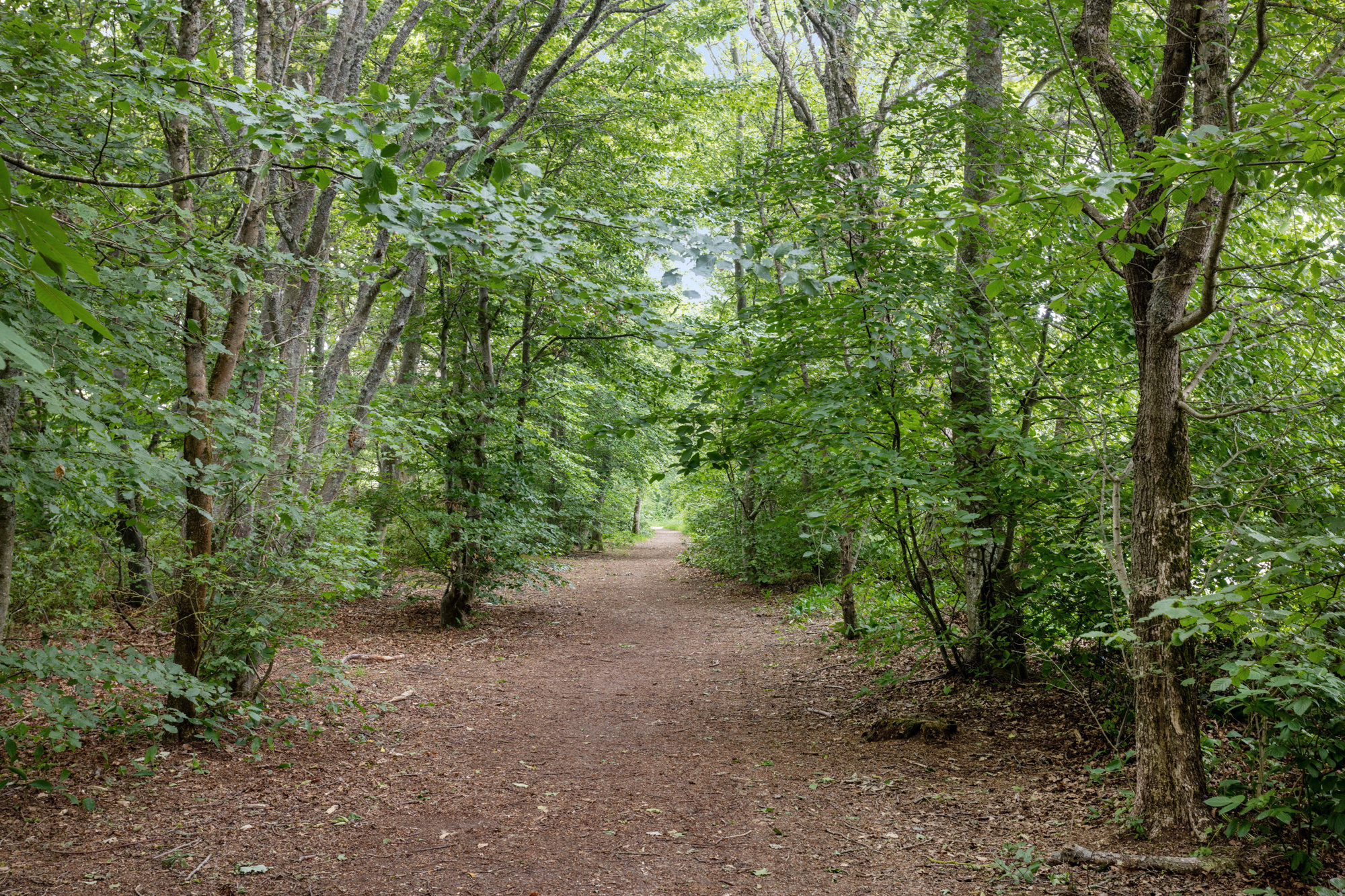 Skovbrynet 12, st., 9990 Skagen